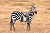 TANZANIA - Ngorongoro Crater - 05 Zebra